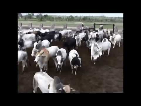 Sela Rasgada Part.William Não Entre Em Meu Clipe 2017