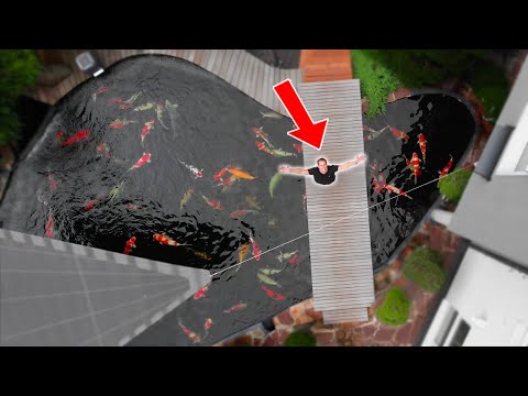 World’s Largest Koi Fish and Pond!