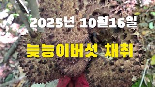 늦능이버섯산행 새로운 유생발생 2025년 10월16일 시골농부 능이버섯산행