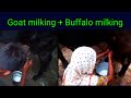 Ll Buffalo Milking Goat Milking Ll Hand Milking Ll