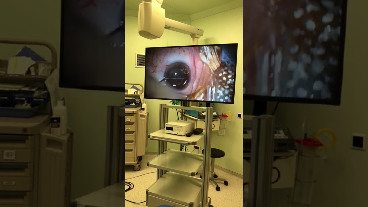 Ali Nihat Ofluoğlu-11