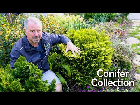 Great Evergreens for the Garden - Conifers - P1
