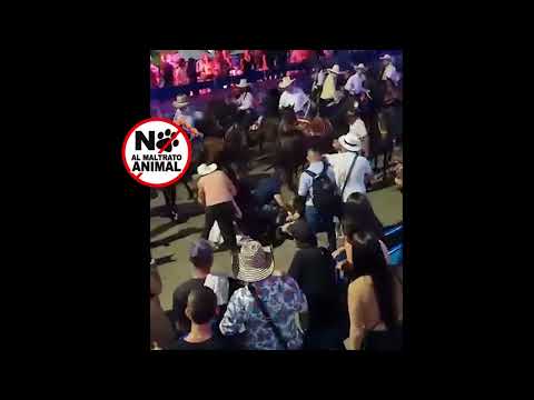 Cabalgata de Buga 2023. Vergüenza nacional.