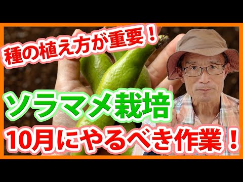 園芸 種まきを成功させるための 10 のヒント