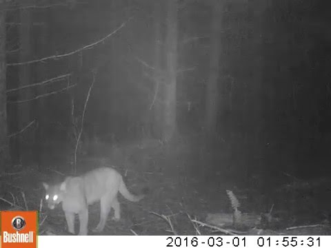 Oregon Trail Camera - Cougar at night