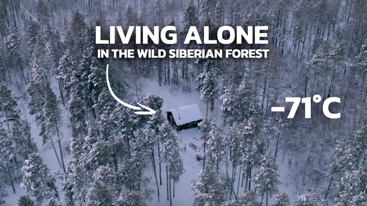 What is the coldest forest in the world?