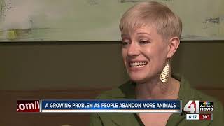 Kansas City shelters seeing uptick in abused animals