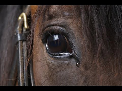 , title : 'Doc expõe a crueldade do abate de cavalos para exportação de carne'