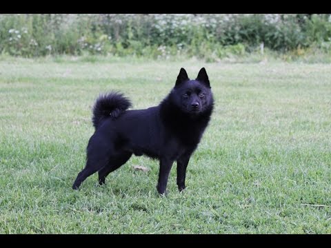 Jekku Schipperke 5 years part 1/2   Jekku 5 vuotta osa 1/2