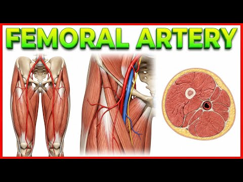 Femoral Artery Anatomy Animation | Origin, Course, Branches & Termination | USMLE Step 1