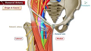 Femoral Artery Anatomy Animation | Origin, Course, Branches & Termination | USMLE Step 1