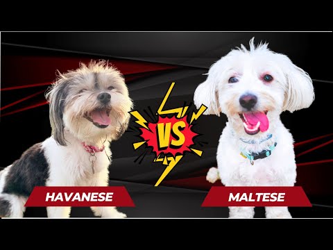 Havanese VS Maltese: Which is the Best Dog Breed?