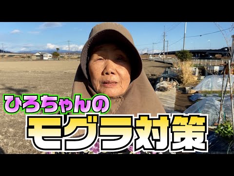 モグラに対する植物: 緑地からモグラを遠ざけるためのトップ 3!  庭園