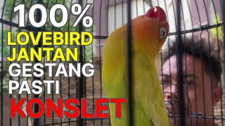 Download lagu PAHAMI INI SEMUA BISA PUNYA LOVEBIRD KONSLET mp3