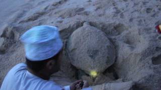 preview picture of video 'Oman 2011 - Ras al Jinz  Green Turtles Schildkröten'