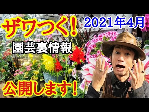 園芸 クズウコン、ヤマネ、祈りの植物