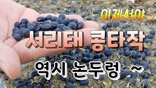 돈되는 농사 서리태콩 할만 하네 논두렁콩 재배  결과보고  콩재배법