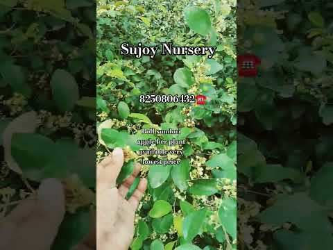 #sujoy #agriculture #jiskeaanesemukammalhogayithizindagisong #garden #ekmotahathighumechala #fruit