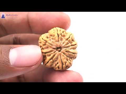 Rudraksha Product Image