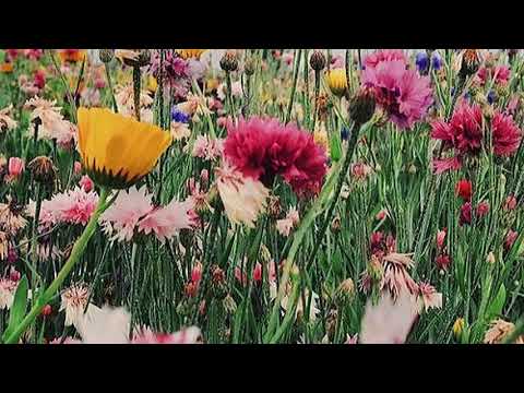Chuvas De Julho - Duda Jardim