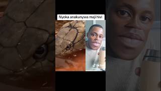 Download lagu π nyoka anakunywa majibhvi please subscribe mp3 Download lagu π nyoka anakunywa majibhvi please subscribe mp3