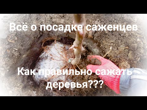 Посадка саженцев весной видео