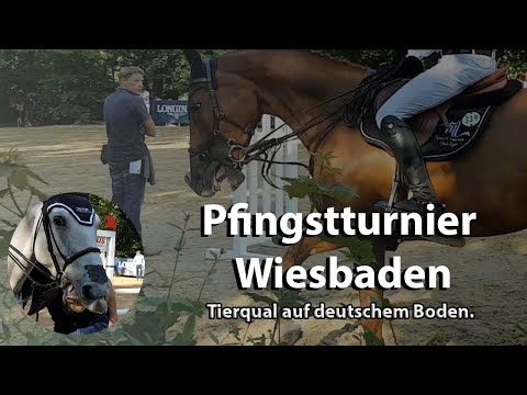 Wiesbadener Pfingstturnier. Schlaufzügel, Missbrauch und Tierleid