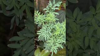 Como cuidarl la planta de ruda en casa con estos cuidados #abono #shorts