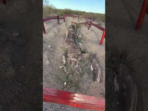bosque Petrificado Valcheta Rio Negro