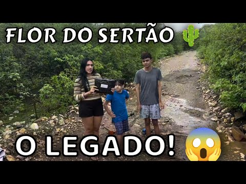 O LEGADO DA NOSSA FLOR DO SERTÃO 🌵 SERÁ QUE CONTINUA!😱 SERTÃO MAMOEIRO 🌵