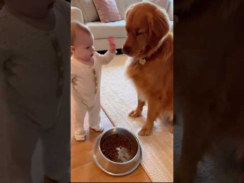 【天才】よちよち赤ちゃんの指示を聞くゴールデンが可愛すぎた🥰👶🐶 [Genius] The Golden Retriever Who Listens to a Toddler’s Command