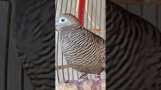 Download lagu Burung tekukur lokal punya suara topcer yang jernih untuk umpan yang langsung bereaksi #shorts mp3 Download lagu Burung tekukur lokal punya suara topcer yang jernih untuk umpan yang langsung bereaksi #shorts mp3