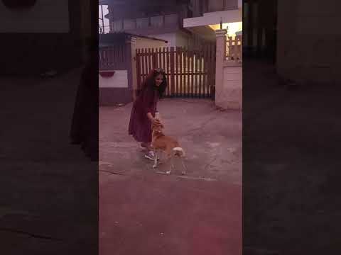 Jinal called the Dog 🐕 & how 🐶 Dog reacted , Jinal was scared 😳😟 at lonavala 3oct2022