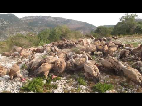 Griffon Vulture feeding frenzy at Alinyà, Catalonia