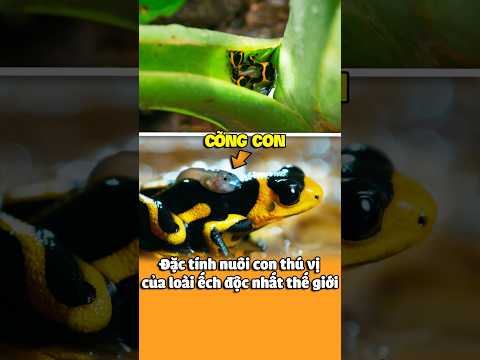 Ếch Phi Tiêu: Loài Ếch Độc Nhất Thế Giới Nuôi Con Như Thế Nào?