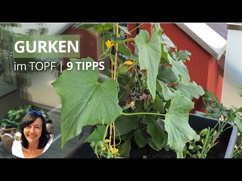 , title : 'Gurken im Topf/Balkon Hochbeet anbauen - die wichtigsten Tipps von der Aussaat bis zur Ernte'