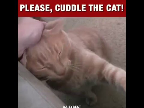 İlgi Bekleyen Kediler