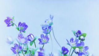 雪割草　yukiwarisou