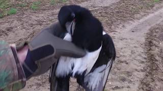 Chasse corbeaux corneilles 2018