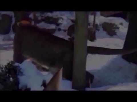 the Mountain Lion King part 9