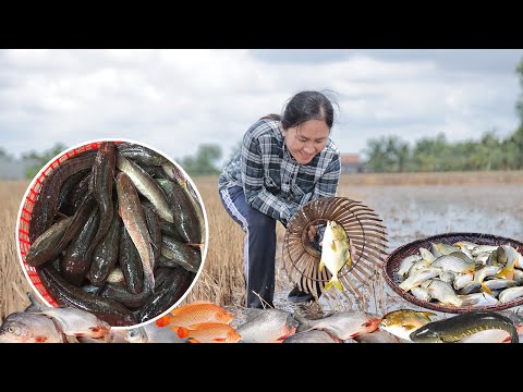 How to Harvest Fish & Goes sell at the Market | Daily Life