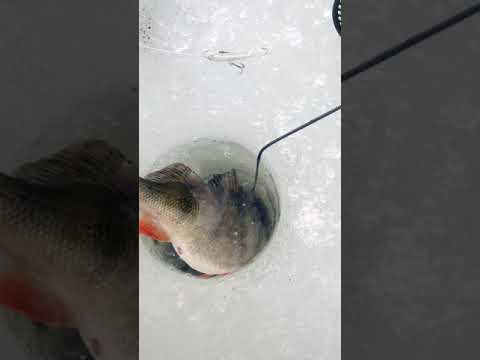 Ahven 1,7 Killooooo.....      Osa 2.       Vapautus ja kiitokset.