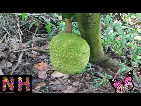 Thể hiện bởi Duy Quang