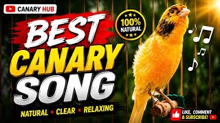 Download lagu Nyanyian Burung Kenari 🐦🎶 | Lagu Kenari yang Indah | Suara Burung yang Menenangkan 2026 | Canary Hub mp3