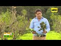 Manejo Y Acopio De La Yerba Mate