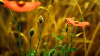 Gregorian   The gift Full HD