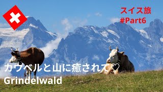 【スイス暮らしVlog】スイス旅行・Part 6｜絶対外せない絶景ハイキング・グリンデルワルト｜スイス・フードも楽しみました♬｜ Swiss vlog  ｜Grindelwald｜Swissfood