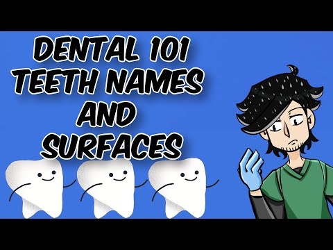 Learning Dental Terms 101 - Tooth Names and Surfaces
