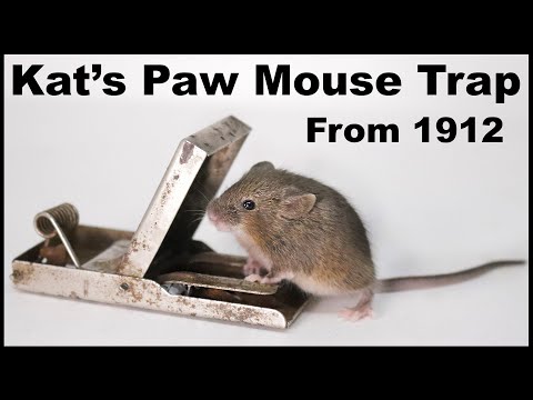 A Bobcat Pees On My Trail Camera. The Kat's Paw Mouse Trap From 1912. Mousetrap Monday