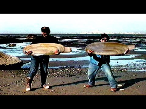 World Amazing Biggest Monster Razor Clams Catching Skill, Extreme Fastest Harvesting Razor Clamming